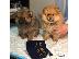 PoulaTo: Adorable Pedigree Pomeranian Puppies Ready